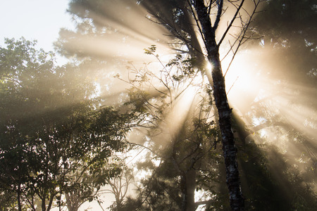 Sunlight Through the Forest